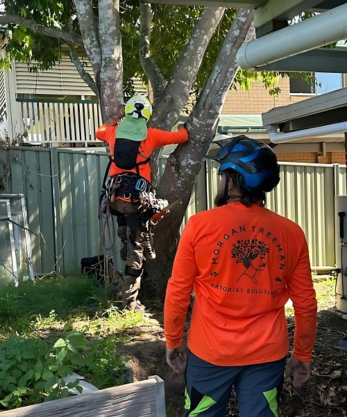 Climbing Professional Arborists Sunshine Coast