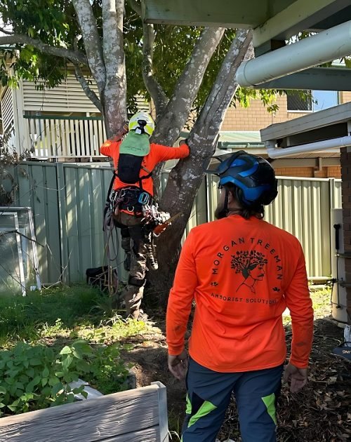 Arborists Sunshine Coast