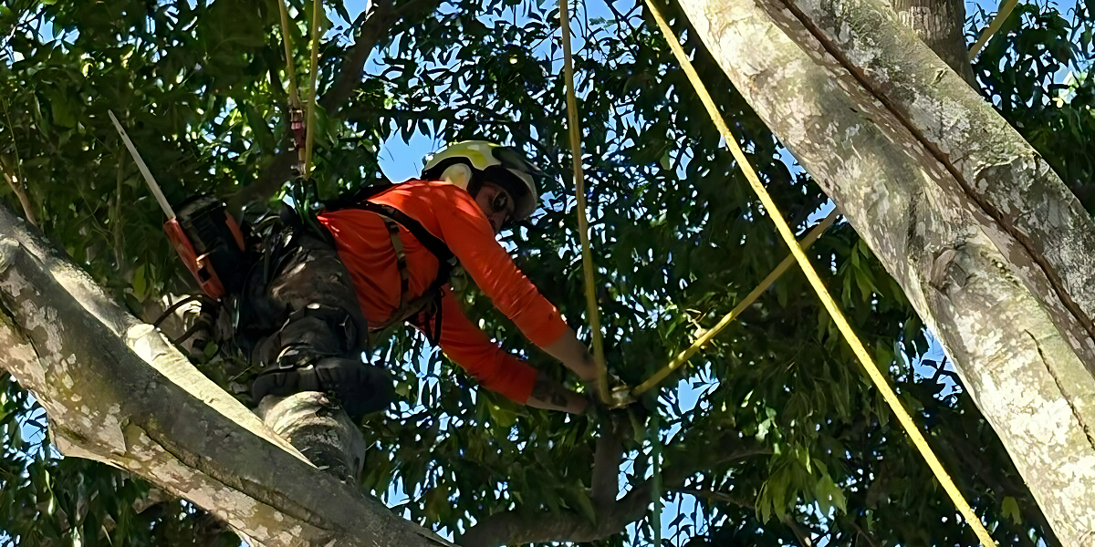 Arborist service in Sunshine Coast