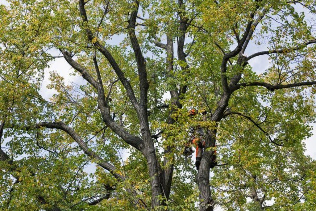 Climbing Arborist Sunshine Coast
