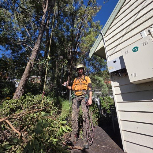 Emergency Tree Removal Process Sunshine Coast