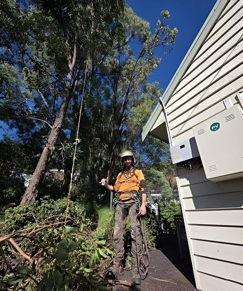 Emergency-Tree-Removal-Sunshine-Coast-QLD