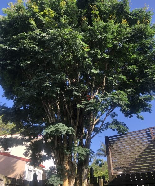 Emergency tree removal costs in Sunshine Coast