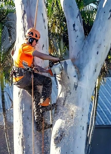 Safe limb reduction by Morgan Treeman Arborist Solutions near power lines in Caloundra