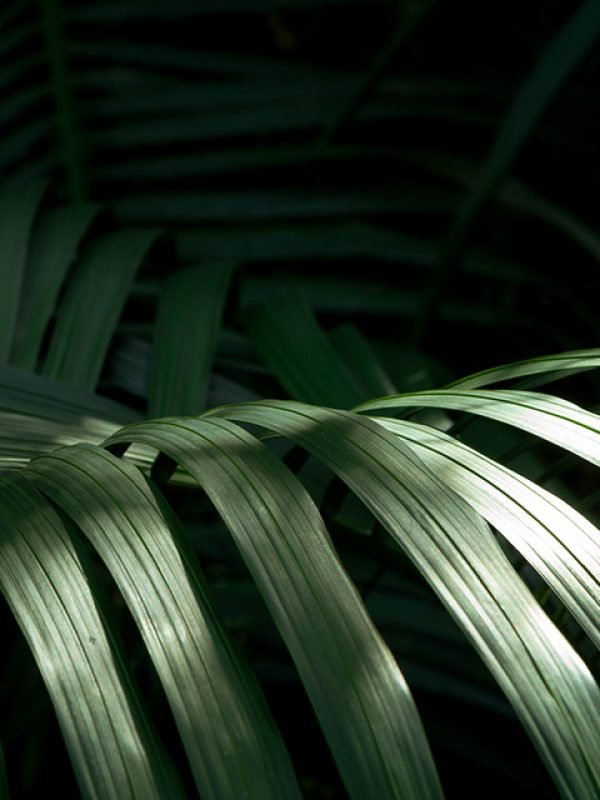 Palm tree leaf image