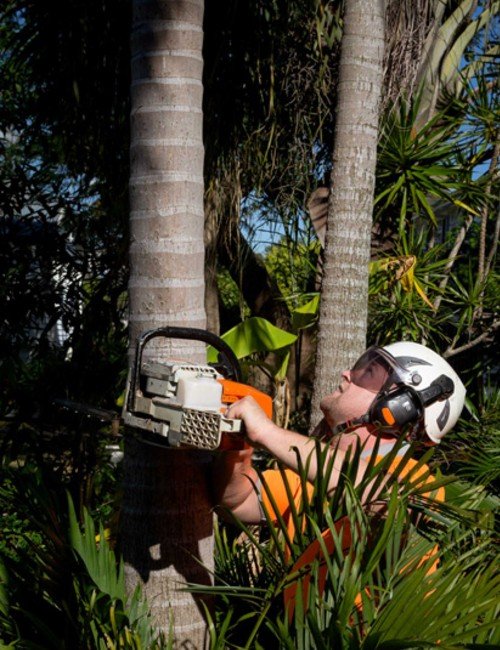 certified arborist performing palm tree trimming & removal Sunshine Coast