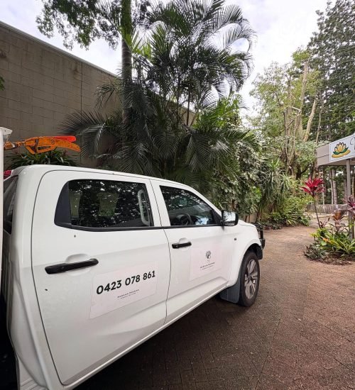 palm tree trimming Sunshine Coast commercial property