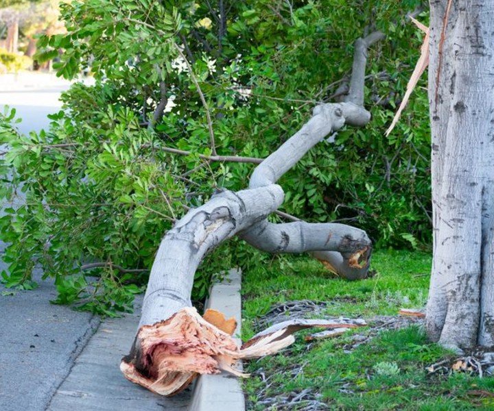 Storm damaged trees in Sunshine Coast