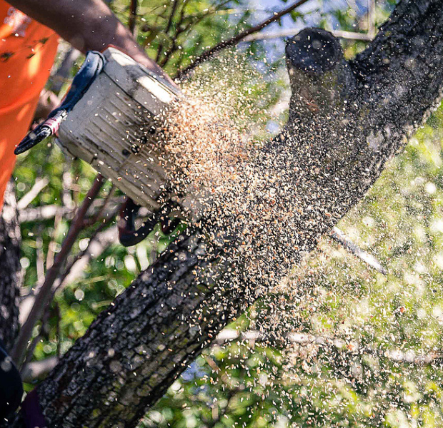 Sunshine Coast tree lopping