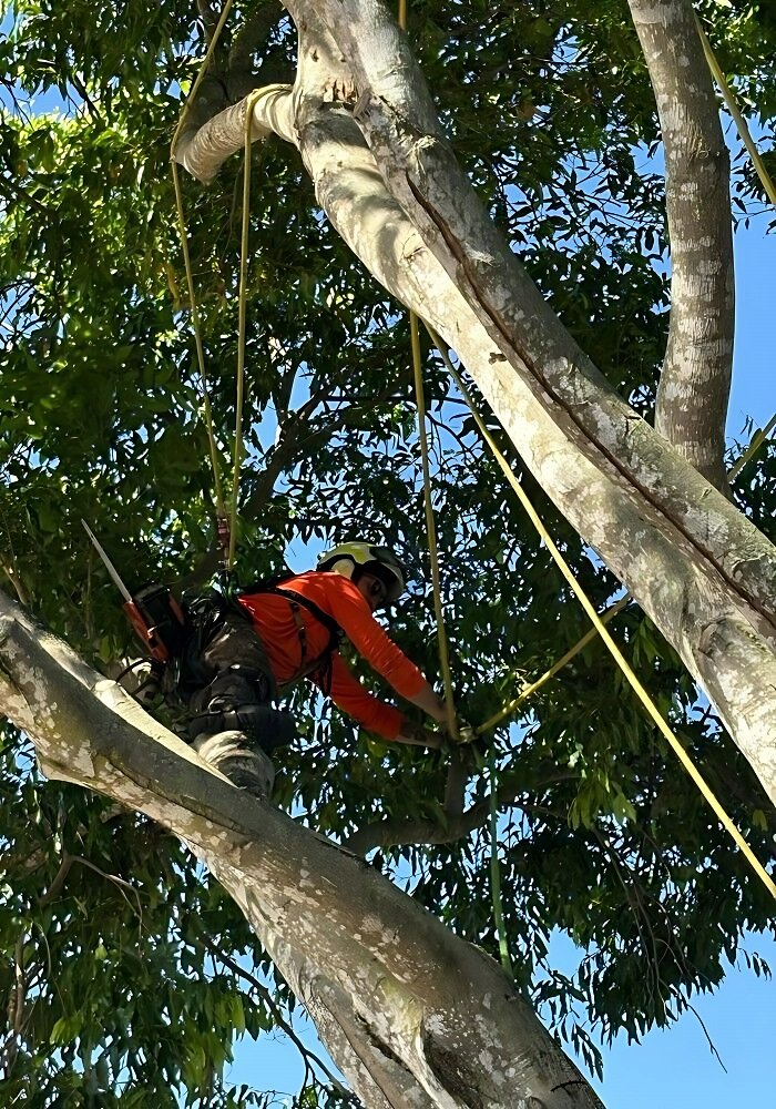 Sunshine Coast tree services expert