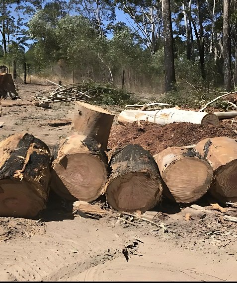 tree mulching with cut up tree trunk