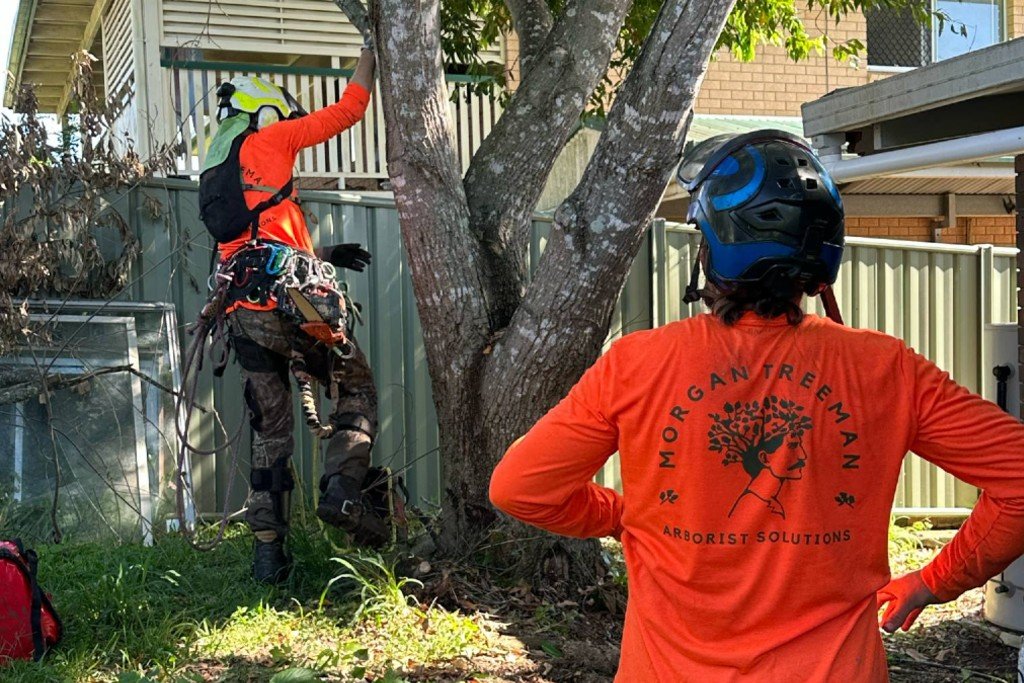 Tree assessment Sunshine Coast