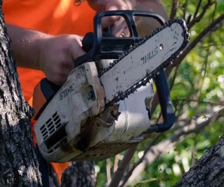 Tree lopper Sunshine Coast
