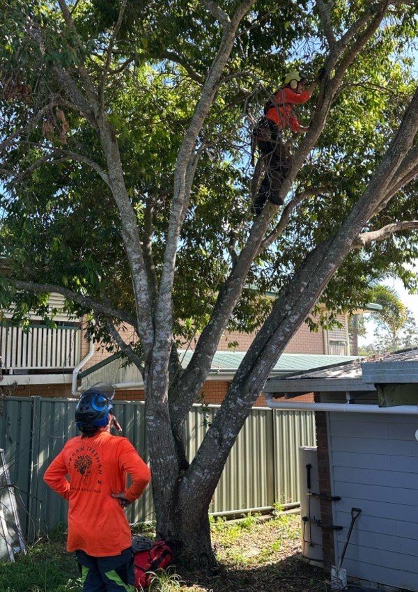 Tree loppers Sunshine Coast