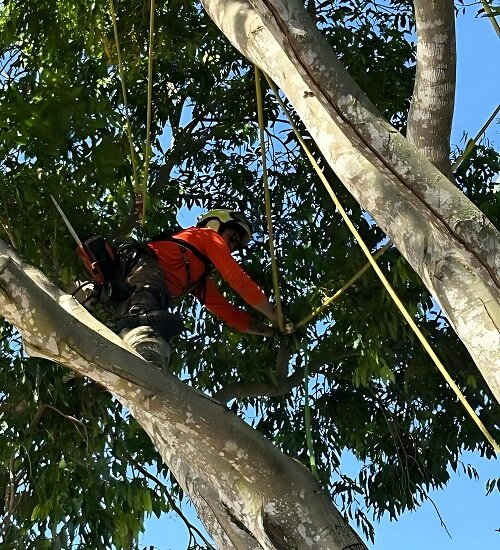 Tree lopping Sunshine Coast