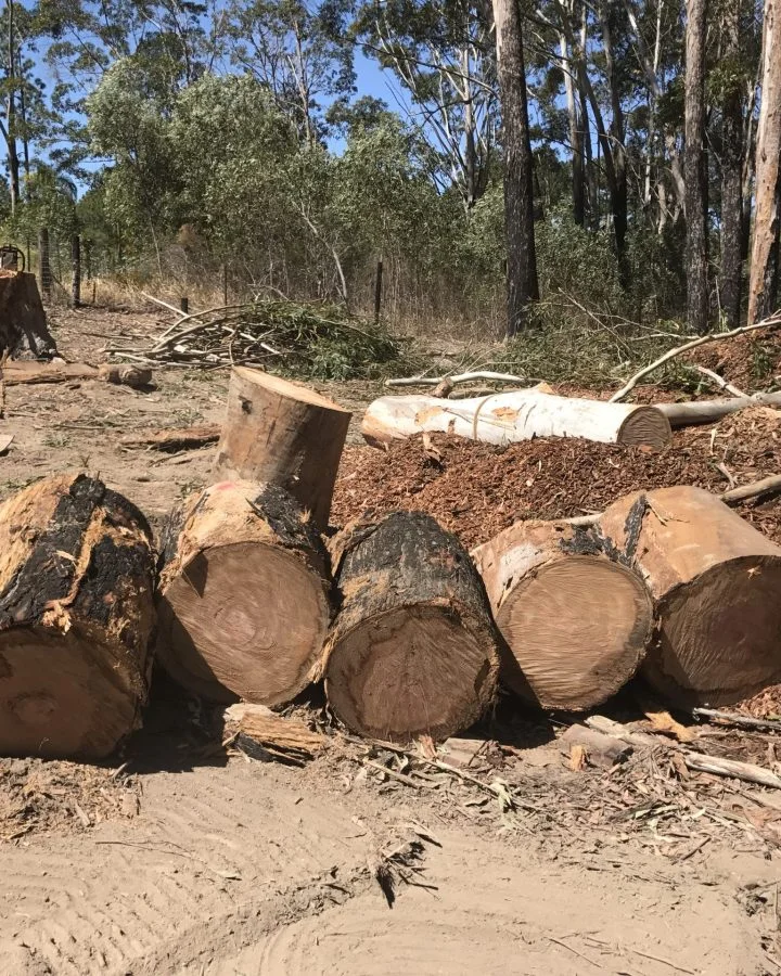 Cut up logs from tree removal service in Sunshine Coast