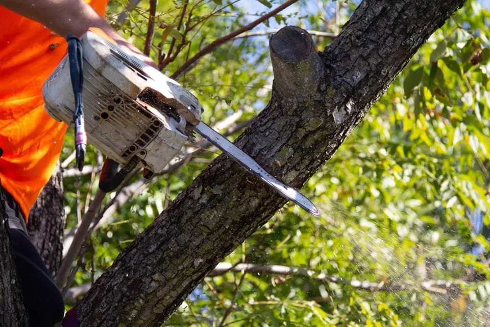 Tree removal Sunshine Coast