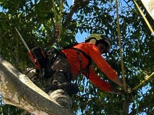Tree removal