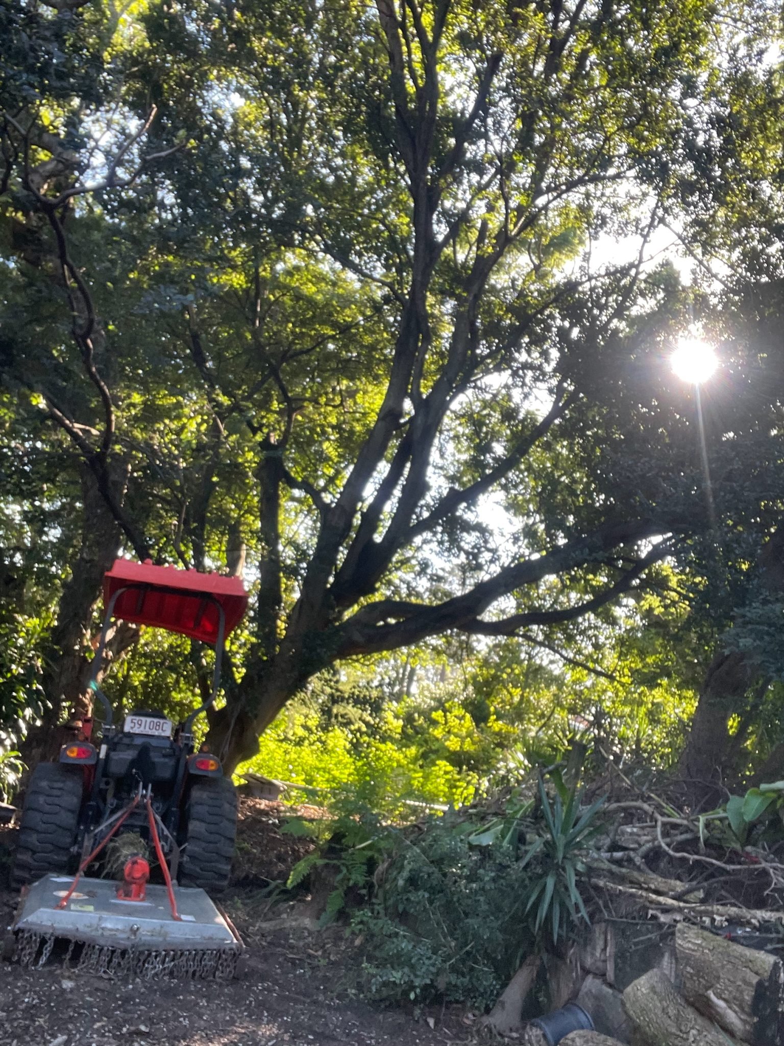 Complete Guide to Tree Lopping on the Sunshine Coast | Morgan Treeman ...