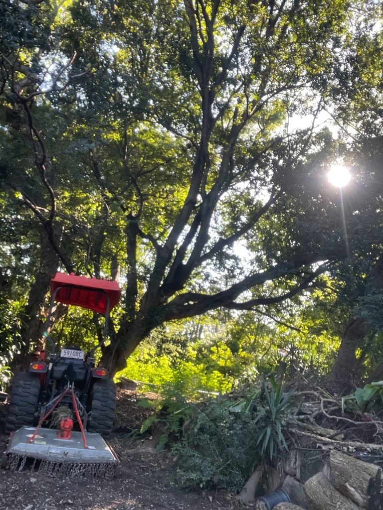 completed stump grinding and lawn restoration Sunshine Coast