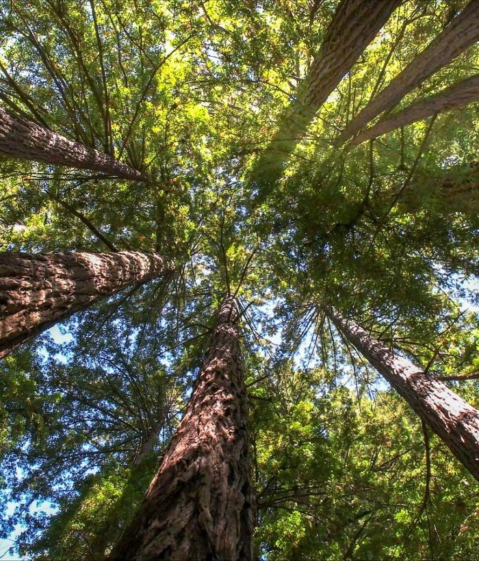 Tree service cost Sunshine Coast