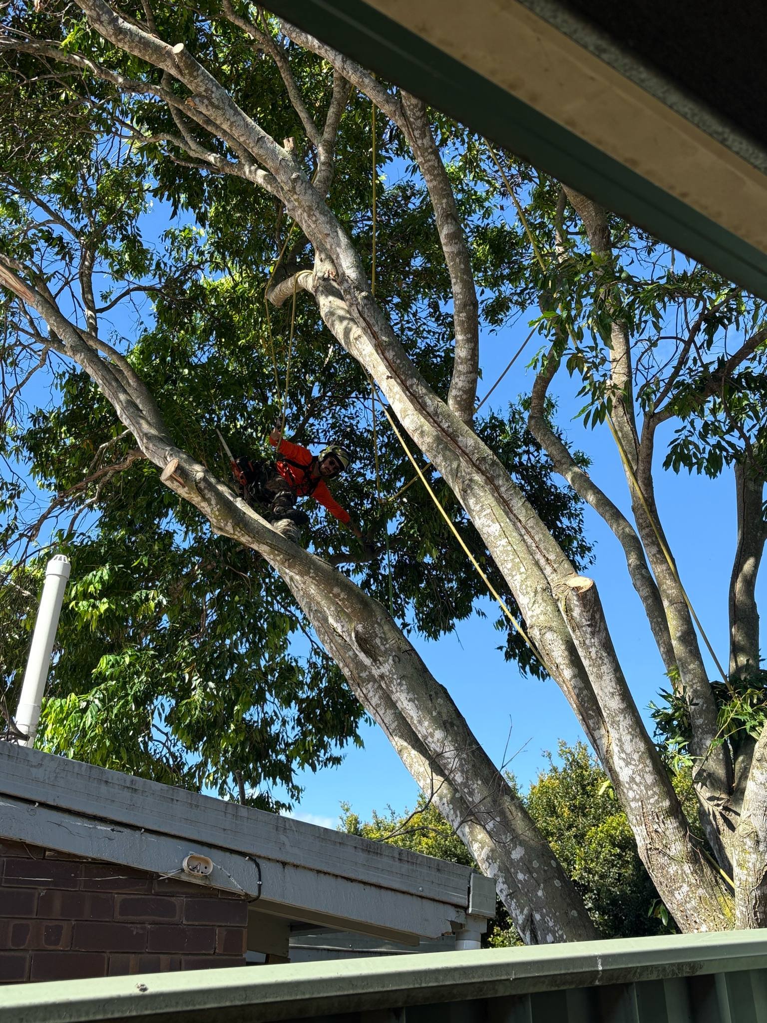 Tree services Sunshine Coast QLD
