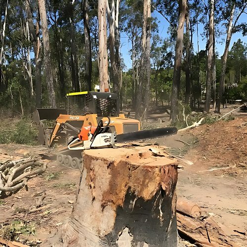 Tree stump removal Sunshine Coast