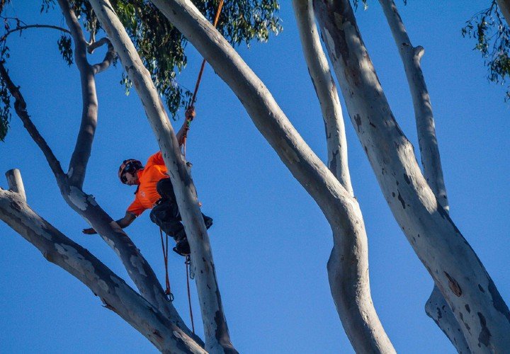Tree trimming Sunshine Coast