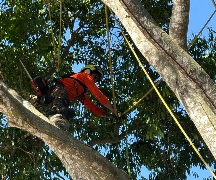 arborist performing tree risk assessment Sunshine Coast