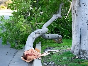emergency-tree-removal