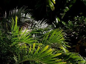 palm tree trimming