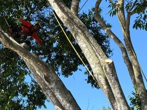 tree lopping