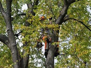 tree trimming