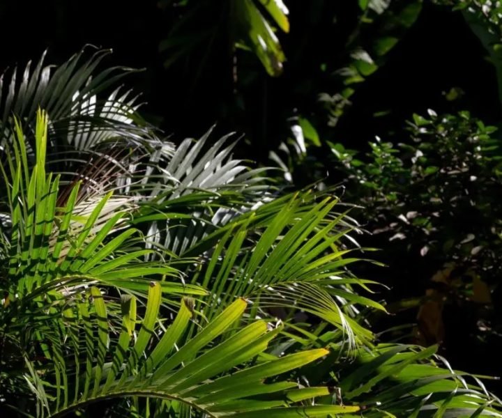 Palm tree maintenance in Sunshine Coast