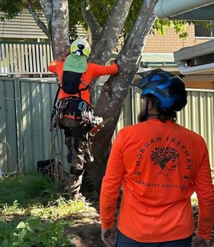arborist kawana