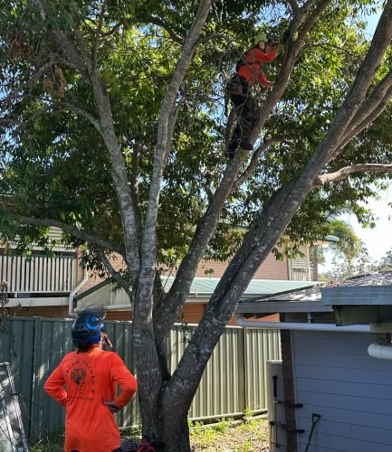 arborist landsborough