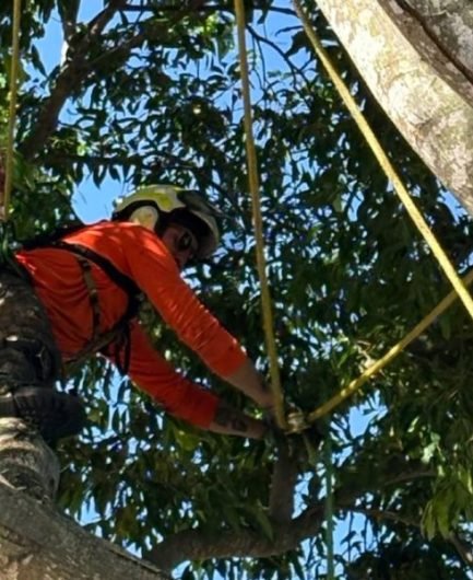 Arborist performing professional tree trimming on the Sunshine Coast