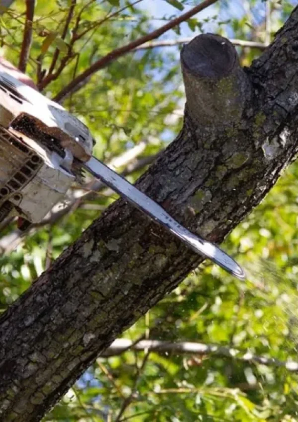 arborist service kawana