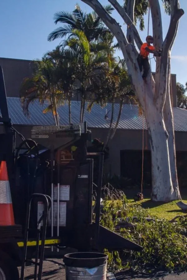 arborist service maroochydore