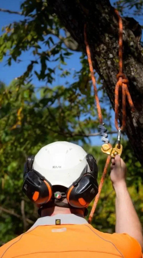 arborist service noosa