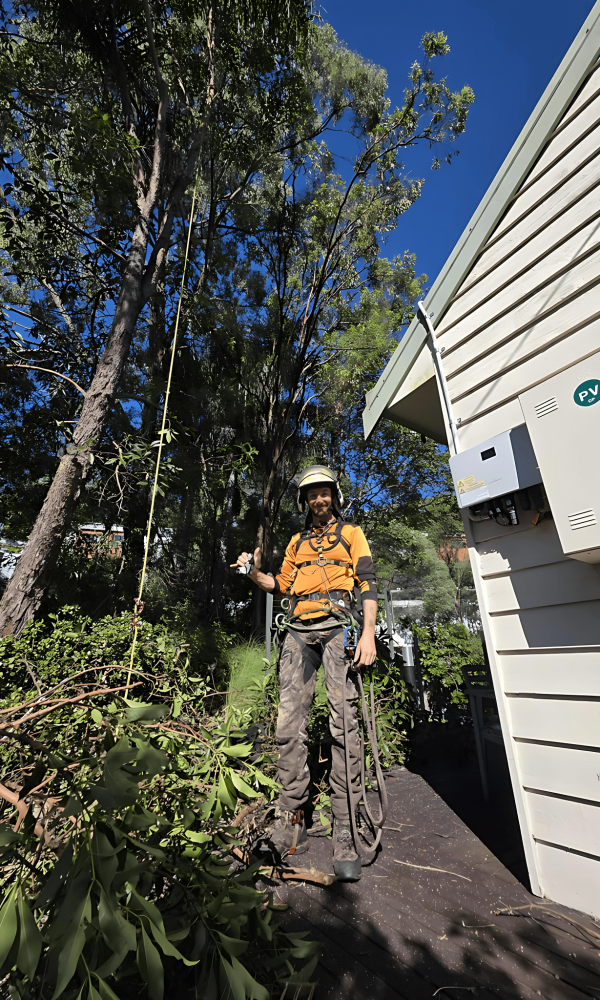 emergency tree removal coolum