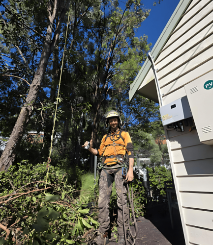 emergency tree removal maroochydore