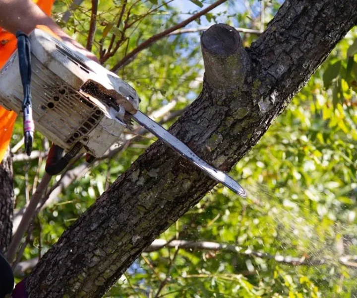 tree cutting caloundra