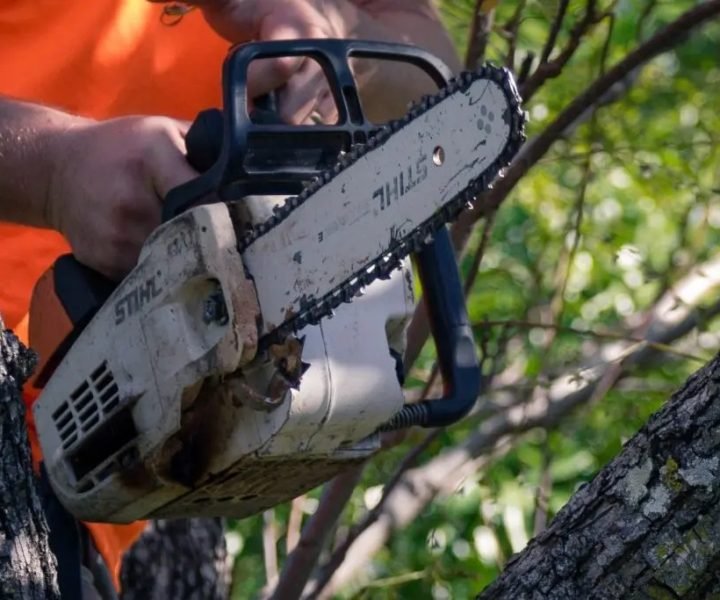 tree loppers caloundra