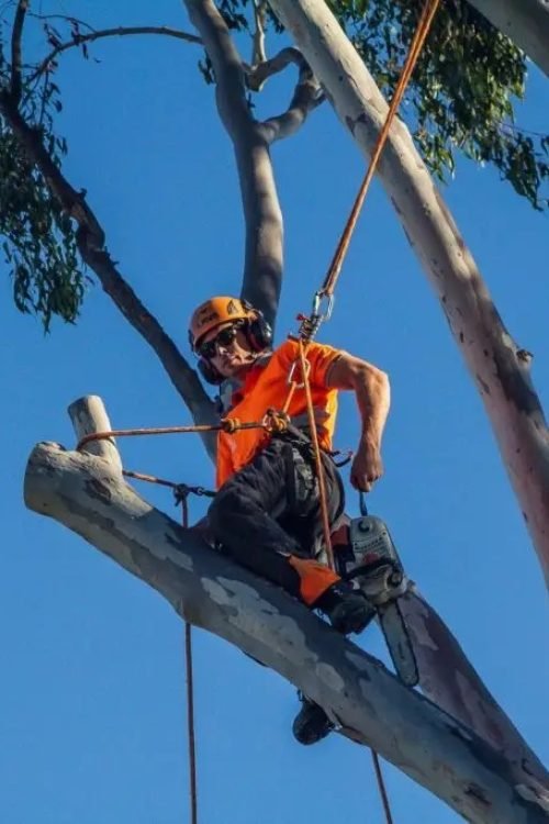tree lopping caloundra