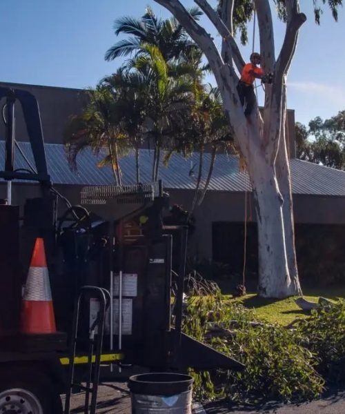 tree lopping coolum