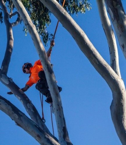 tree lopping noosa