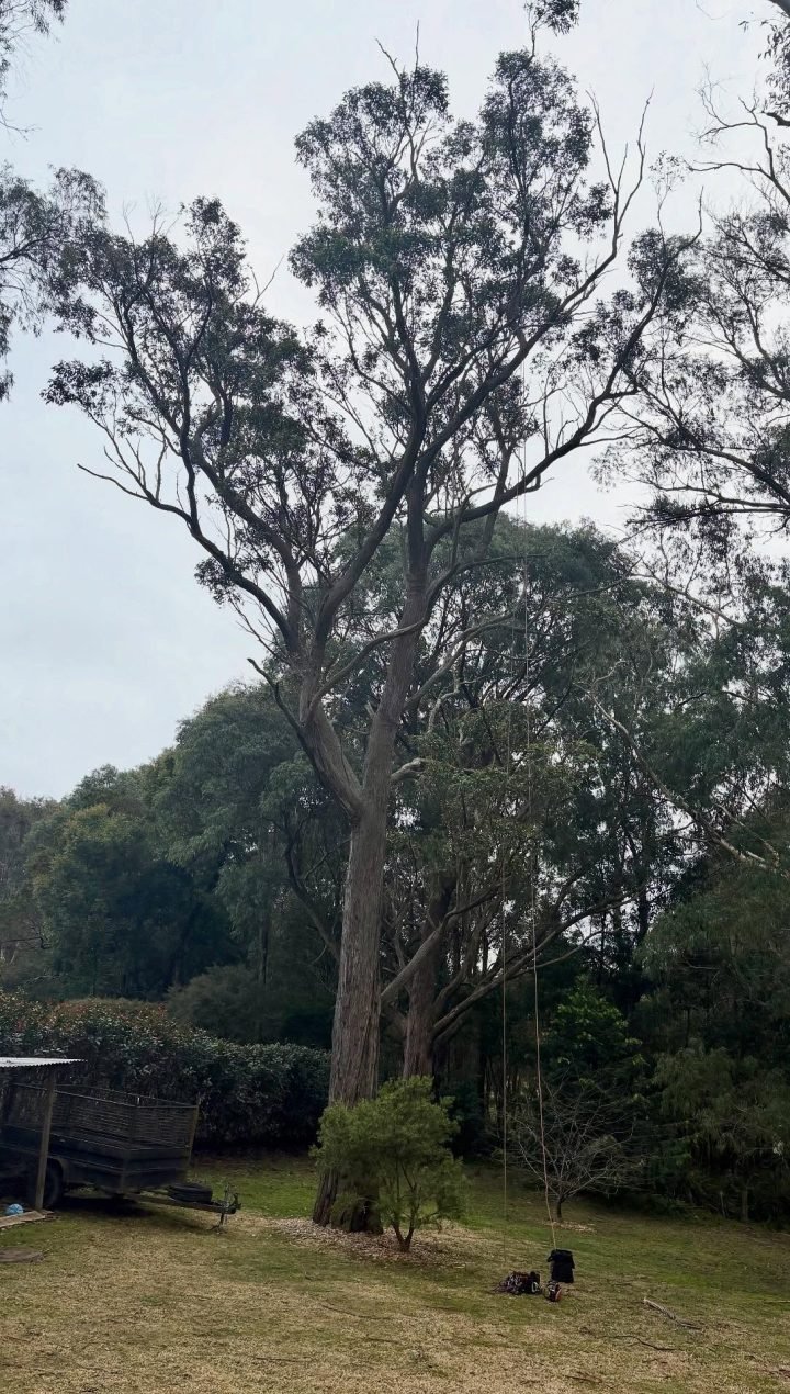 tree lopping service in caloundra