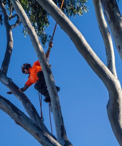 tree removal buderim