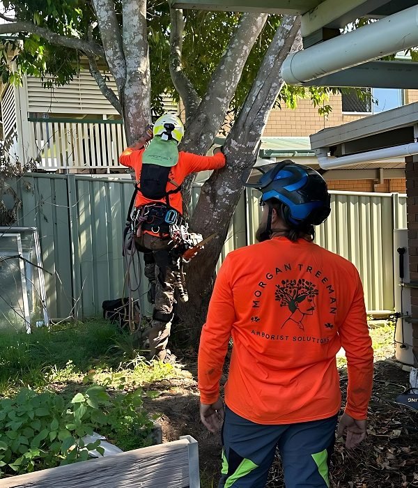 tree removal caloundra